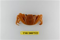 藏品(白紋方蟹)的圖片